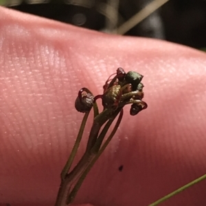 Drosera auriculata at Molonglo Valley, ACT - 11 Sep 2022