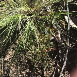 Drosera auriculata at Molonglo Valley, ACT - 11 Sep 2022