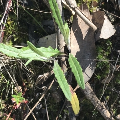 Senecio prenanthoides (Common Forest Fireweed) at Denman Prospect 2 Estate Deferred Area (Block 12) - 11 Sep 2022 by Tapirlord