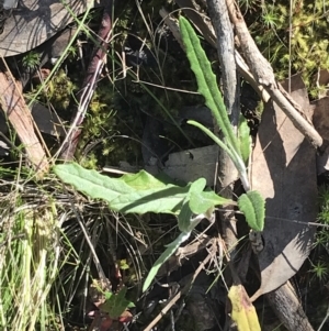 Senecio prenanthoides at Molonglo Valley, ACT - 11 Sep 2022