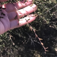 Gaudium brevipes (Grey Tea-tree) at Block 402 - 11 Sep 2022 by Tapirlord