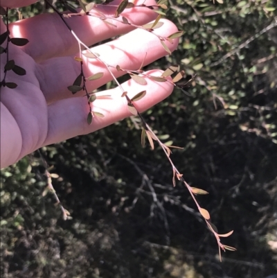 Gaudium brevipes (Grey Tea-tree) at Block 402 - 11 Sep 2022 by Tapirlord