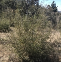 Gaudium brevipes at Stromlo, ACT - 11 Sep 2022