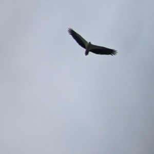 Haliaeetus leucogaster at Mundarlo, NSW - suppressed