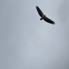 Haliaeetus leucogaster at Mundarlo, NSW - suppressed