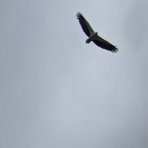 Haliaeetus leucogaster at Mundarlo, NSW - 3 Nov 2022