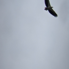 Haliaeetus leucogaster at Mundarlo, NSW - suppressed