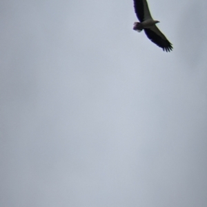 Haliaeetus leucogaster at Mundarlo, NSW - suppressed