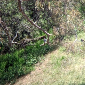 Eurystomus orientalis at Mundarlo, NSW - suppressed