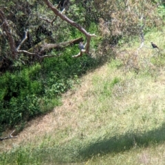 Eurystomus orientalis at Mundarlo, NSW - suppressed