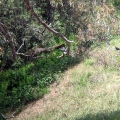 Eurystomus orientalis at Mundarlo, NSW - suppressed