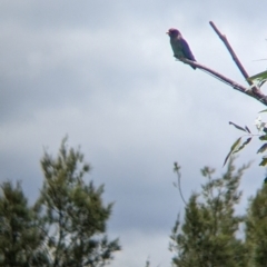 Eurystomus orientalis at Mundarlo, NSW - 3 Nov 2022