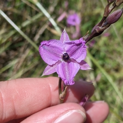 Arthropodium fimbriatum (Nodding Chocolate Lily) by Darcy