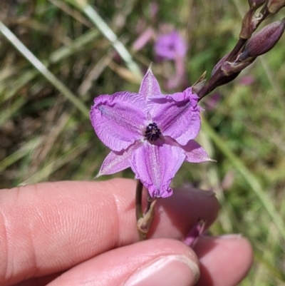 Arthropodium fimbriatum (Nodding Chocolate Lily) at Mundarlo, NSW - 3 Nov 2022 by Darcy