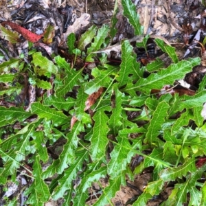 Grevillea renwickiana at Wog Wog, NSW - 1 Nov 2018