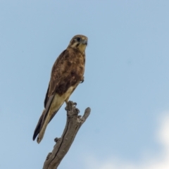 Falco berigora (Brown Falcon) at Mulanggari Grasslands - 4 Nov 2022 by pjpiper