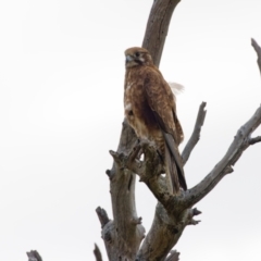 Falco berigora at Gungahlin, ACT - 4 Nov 2022