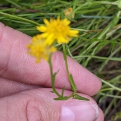 Calotis lappulacea at Mundarlo, NSW - 3 Nov 2022