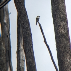 Microeca fascinans (Jacky Winter) at Mundarlo, NSW by Darcy