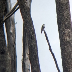 Microeca fascinans at Mundarlo, NSW - 3 Nov 2022