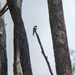 Microeca fascinans at Mundarlo, NSW - 3 Nov 2022