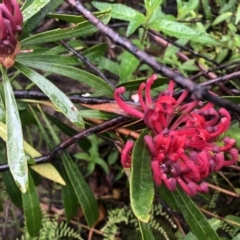 Telopea mongaensis (Monga Waratah) at Wog Wog, NSW - 23 Oct 2022 by spotter66