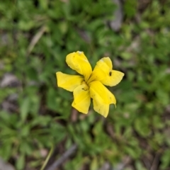 Goodenia pinnatifida (Scrambled Eggs) at Mundarlo, NSW - 3 Nov 2022 by Darcy