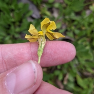 Goodenia pinnatifida at Mundarlo, NSW - 3 Nov 2022