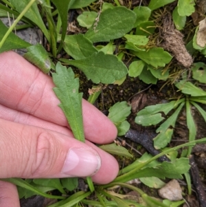 Goodenia pinnatifida at suppressed - suppressed