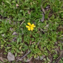 Goodenia pinnatifida at Mundarlo, NSW - 3 Nov 2022