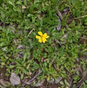 Goodenia pinnatifida at suppressed - suppressed