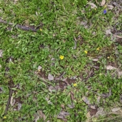 Goodenia pinnatifida at suppressed - suppressed