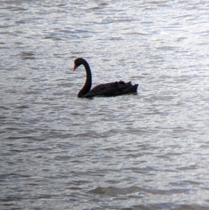 Cygnus atratus at Mundarlo, NSW - suppressed