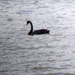 Cygnus atratus (Black Swan) at Mundarlo, NSW - 3 Nov 2022 by Darcy