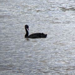 Cygnus atratus at Mundarlo, NSW - suppressed