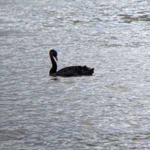 Cygnus atratus at Mundarlo, NSW - suppressed