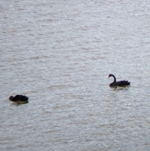 Cygnus atratus at Mundarlo, NSW - suppressed