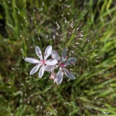 Burchardia umbellata (Milkmaids) at Book Book, NSW - 4 Nov 2022 by Darcy