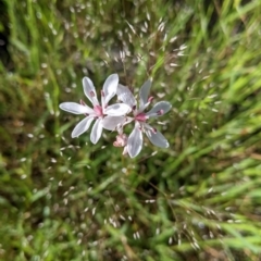 Burchardia umbellata at Book Book, NSW - suppressed