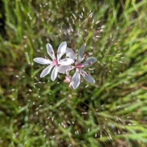 Burchardia umbellata at Book Book, NSW - 4 Nov 2022