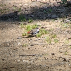 Stagonopleura guttata (Diamond Firetail) at Book Book, NSW - 4 Nov 2022 by Darcy