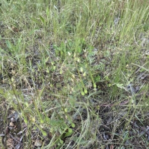 Erodium botrys at Aranda, ACT - 4 Nov 2022 04:58 PM