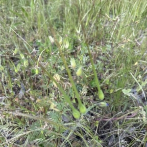 Erodium botrys at Aranda, ACT - 4 Nov 2022 04:58 PM