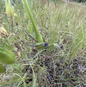 Erodium botrys at Aranda, ACT - 4 Nov 2022