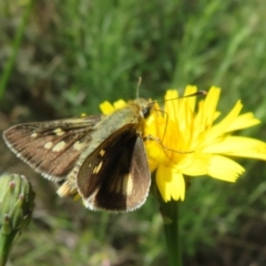 Trapezites luteus (Yellow Ochre, Rare White-spot Skipper) at Mount Ainslie - 3 Nov 2022 by Christine