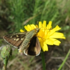 Trapezites luteus at Pialligo, ACT - 4 Nov 2022