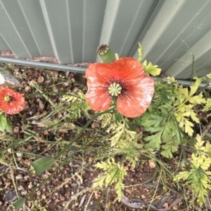 Papaver dubium at Aranda, ACT - 4 Nov 2022 04:56 PM