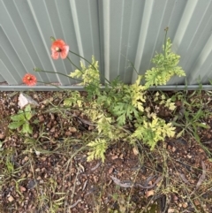 Papaver dubium at Aranda, ACT - 4 Nov 2022 04:56 PM