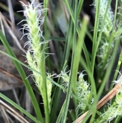 Carex breviculmis (Short-Stem Sedge) at Hughes Garran Woodland - 19 Sep 2022 by Tapirlord