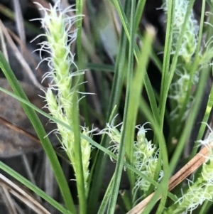 Carex breviculmis at Garran, ACT - 19 Sep 2022